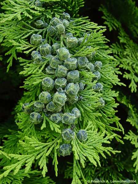 Chamaecyparis lawsonia