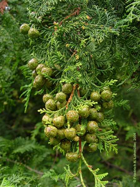 Chamaecyparis obtusa