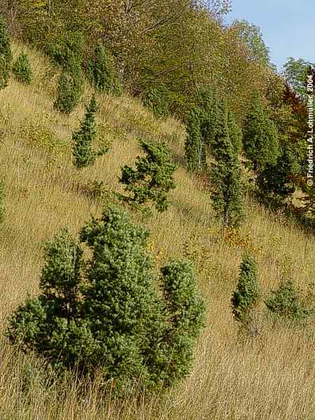 Juniperus communis