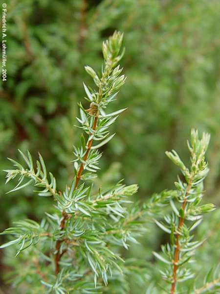 Juniperus communis