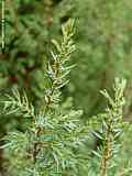 Juniperus communis