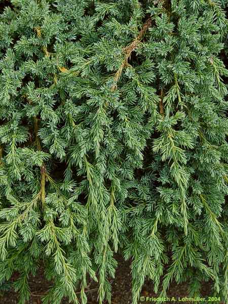 Juniperus horizontalis