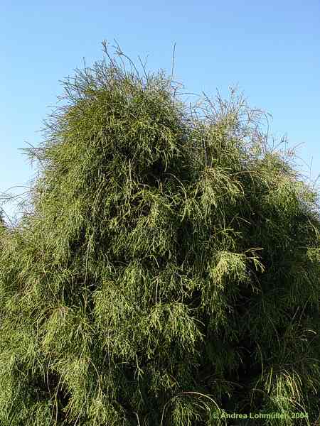 Thuja occidentalis 'Filiformis'