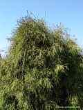 Thuja occidentalis