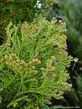 Thuja occidentalis