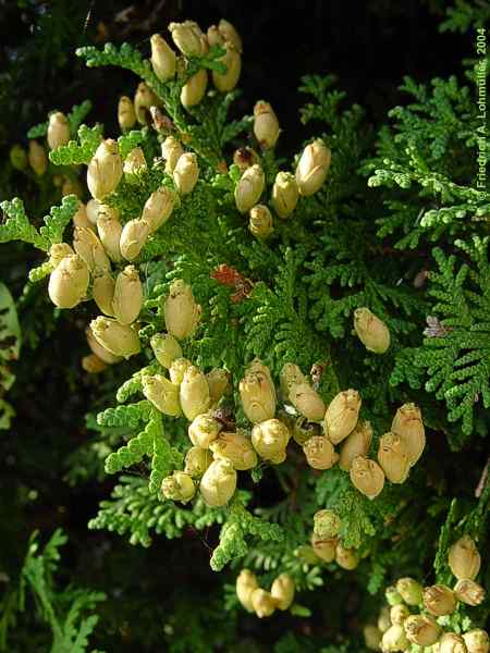 Thuja occidentalis