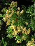 Thuja occidentalis