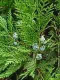 Thuja