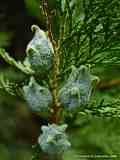 Thuja orientalis