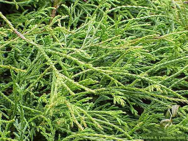 Thuja occidentalis 'Filiformis'