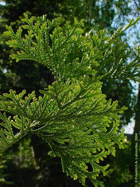 Thujopsis dolabrata