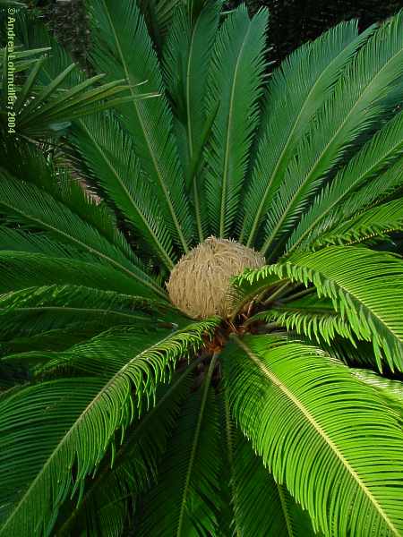 Cycas revoluta