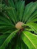 Cycas revoluta