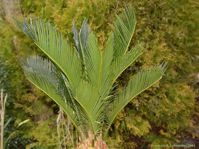 Cycas revoluta