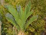 Cycas revoluta