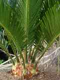 Cycas revoluta