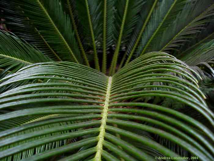 Cycas revoluta