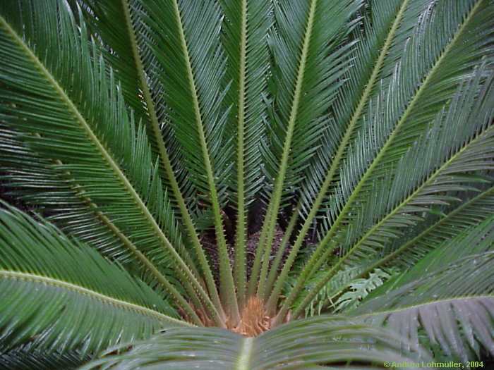 Cycas revoluta