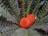 Encephalartos ferox