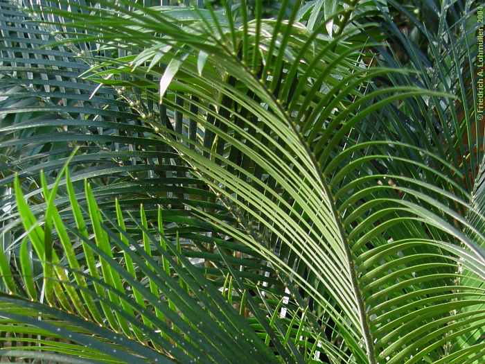 Macrozamia communis