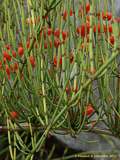 Ephedra americana var. andina