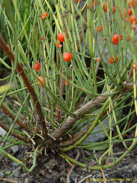 Ephedra americana var. andina