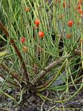 Ephedra americana var. andina