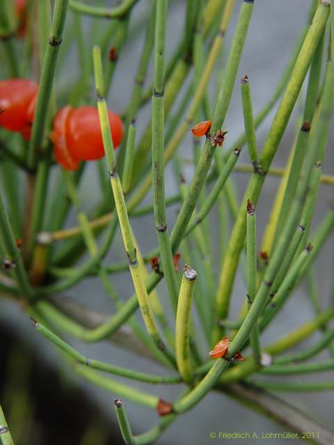 Ephedra americana var. andina