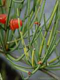 Ephedra americana var. andina