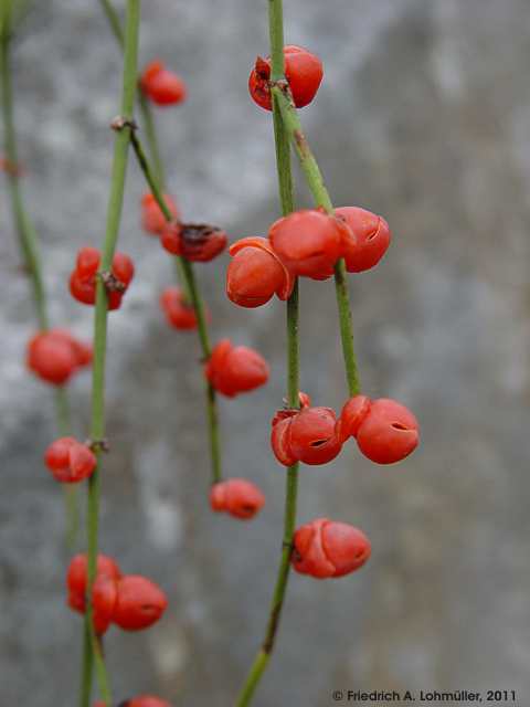 Ephedra americana var. andina