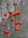 Ephedra americana var. andina