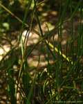 Ephedra fragilis