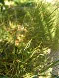 Ephedra fragilis