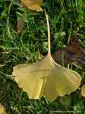 Ginkgo