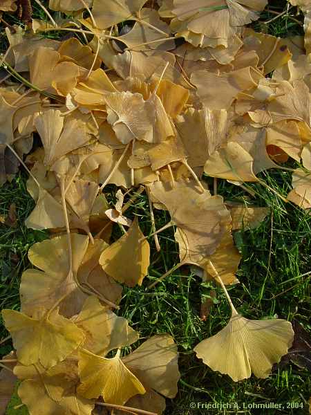 Ginkgo biloba