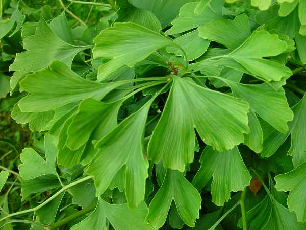 Ginkgo biloba