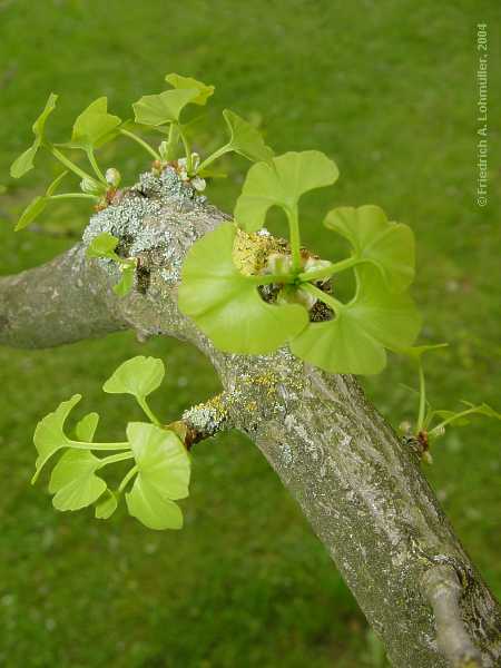 Ginkgo biloba