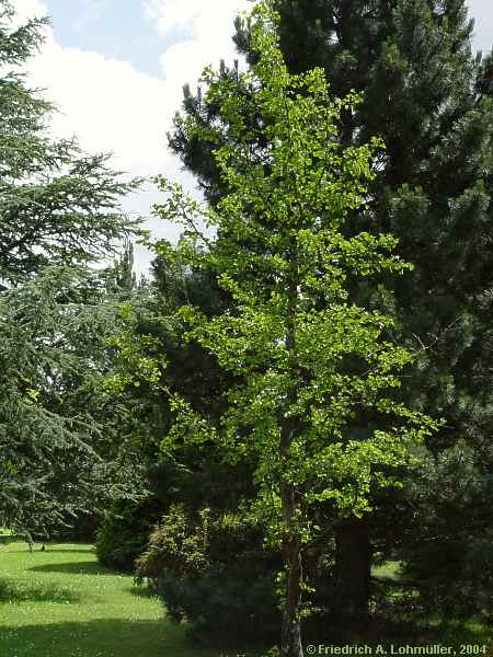 Ginkgo biloba