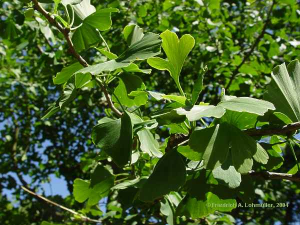 Ginkgo biloba