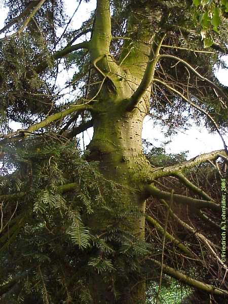 Abies alba