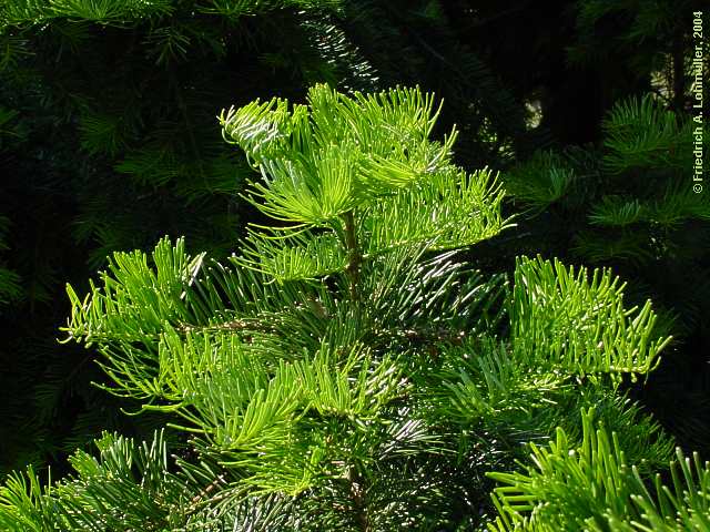 Abies alba