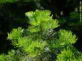 Abies alba