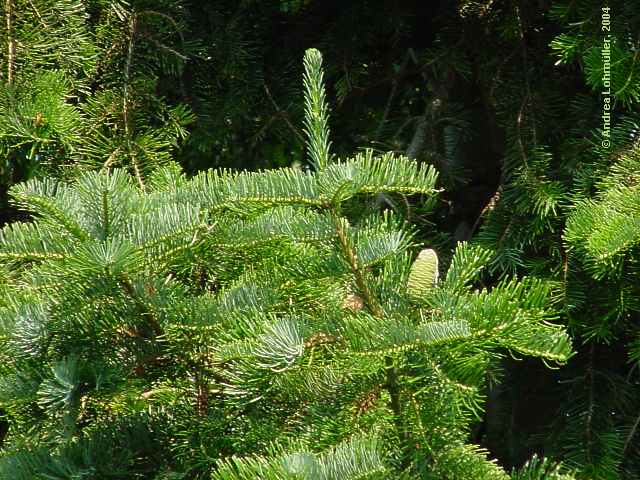 Abies alba