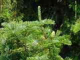 Abies alba