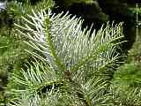 Abies alba