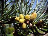 Abies alba