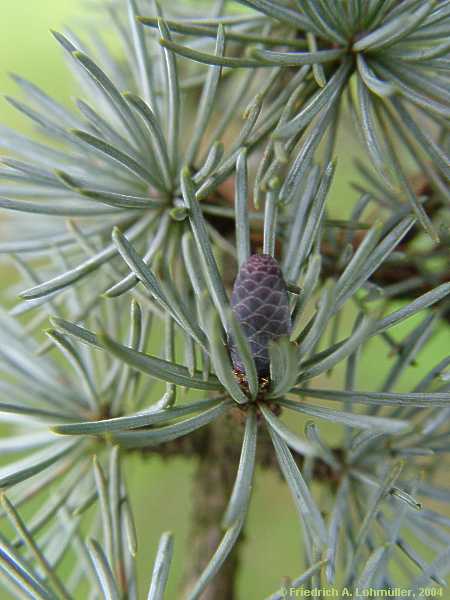 Cedrus atlantica 'Glauca'
