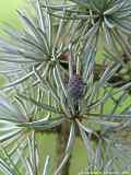 Cedrus atlantica, Zeder