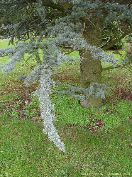 Cedrus atlantica 'Glauca'