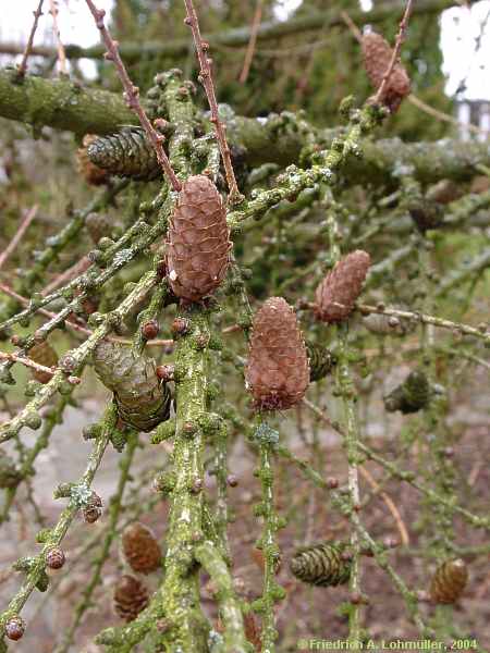 Larix decidua, Europäische Lärche